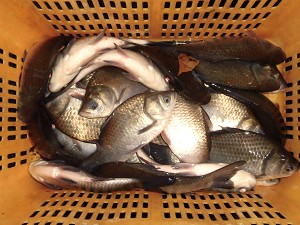 �w���u�i����2018