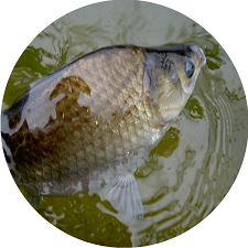 �w���u�i�̃C���[�W