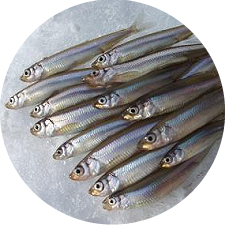 ���J�T�M�̃C���[�W